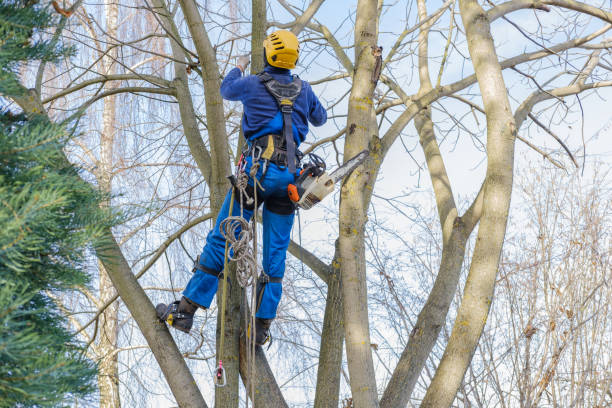 How Our Tree Care Process Works  in  Falling Waters, WV