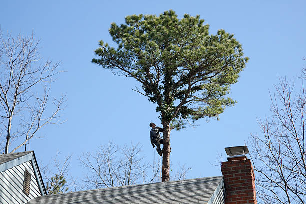 Best Lawn Pest Prevention  in Falling Waters, WV